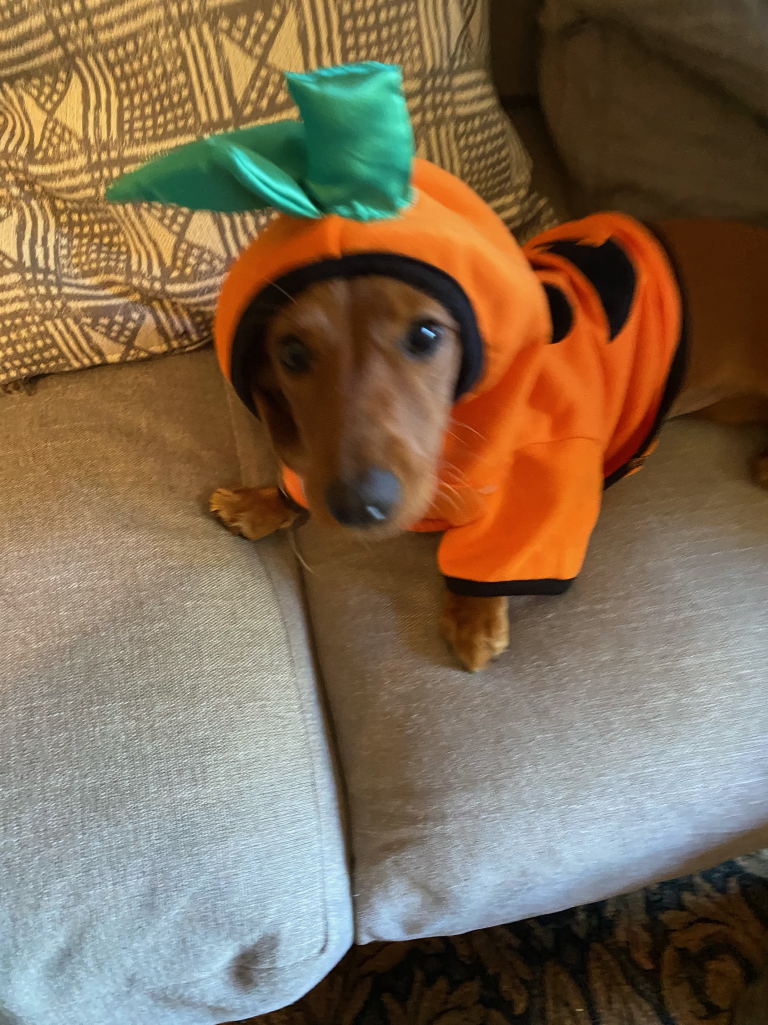 Roxy the dachshund wearing a cozy orange pumpkin costume on the couch